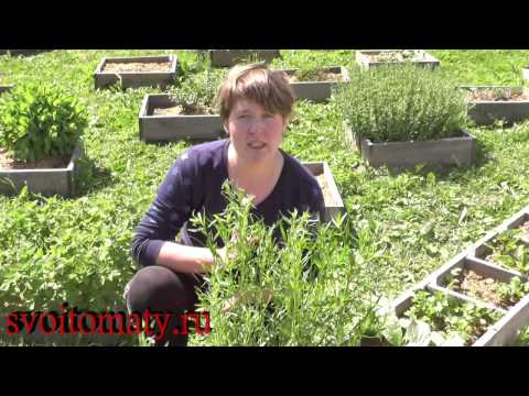 Tarragon: planting and care in the open field at their summer cottage