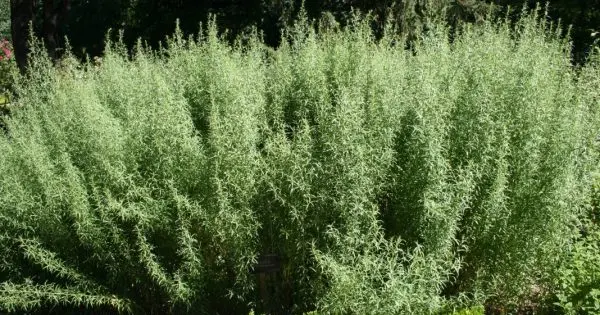 Tarragon: planting and care in the open field at their summer cottage