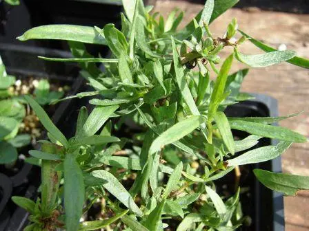 Tarragon: planting and care in the open field at their summer cottage