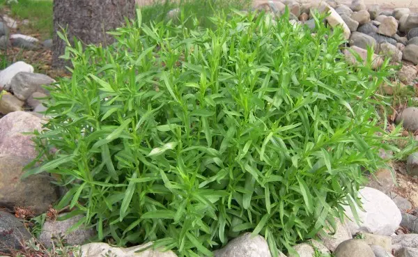 Tarragon: planting and care in the open field at their summer cottage