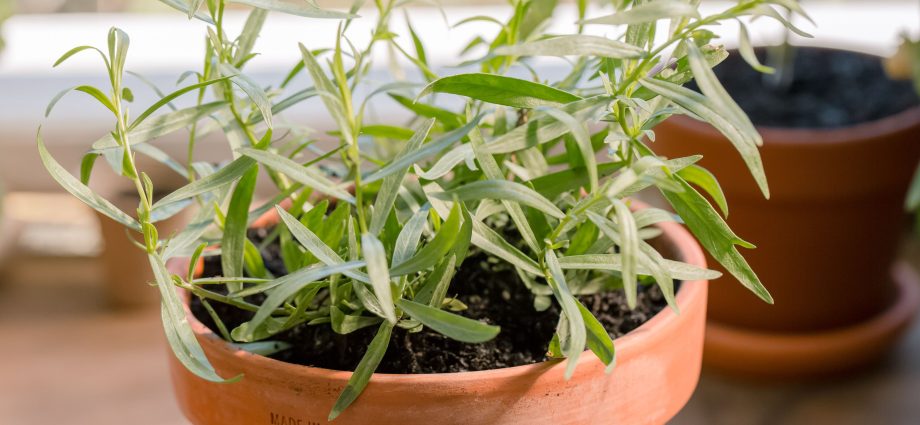 Tarragon: planting and care in the open field at their summer cottage