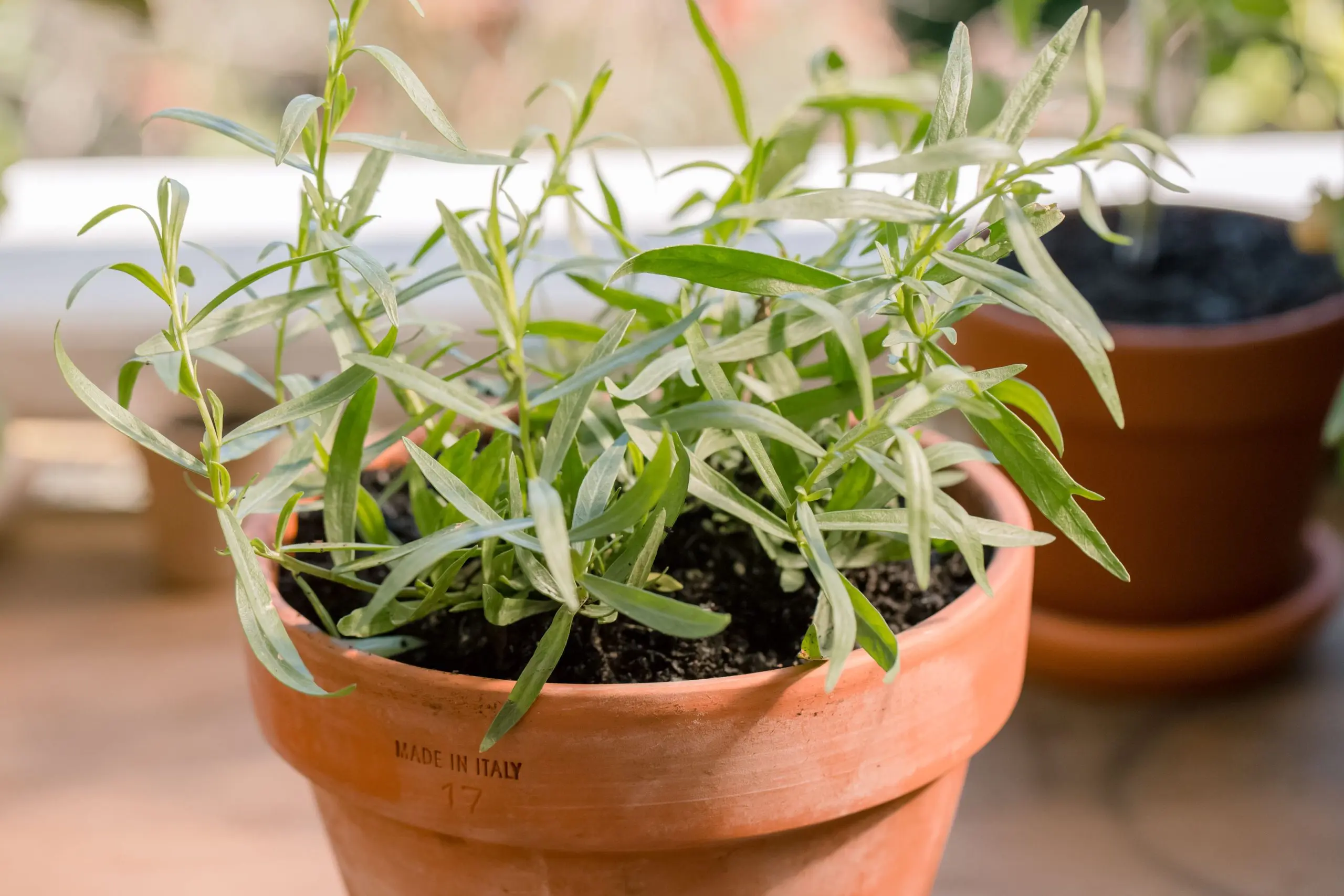 Tarragon: planting and care in the open field at their summer cottage