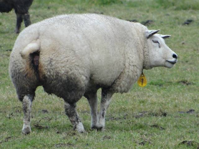 Tashlin sheep