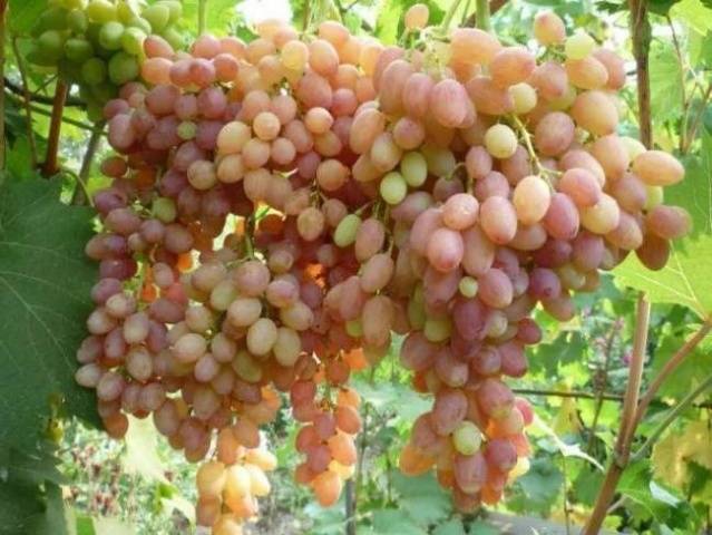 Tason grapes