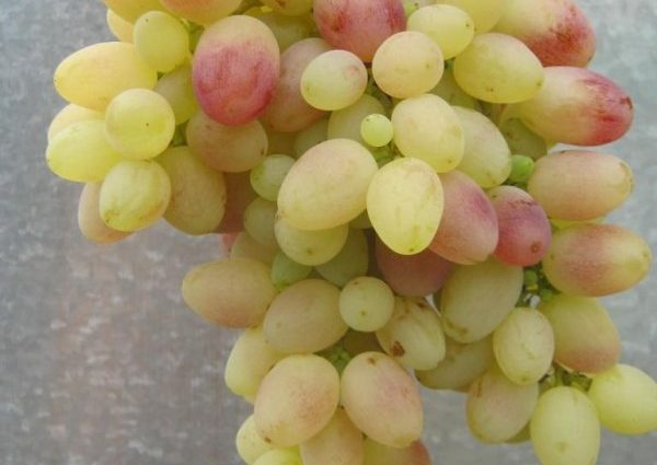 Tason grapes