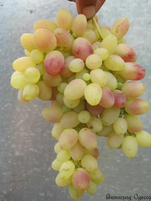 Tason grapes