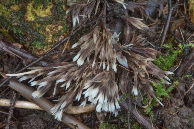 Tassel telephora: photo and description