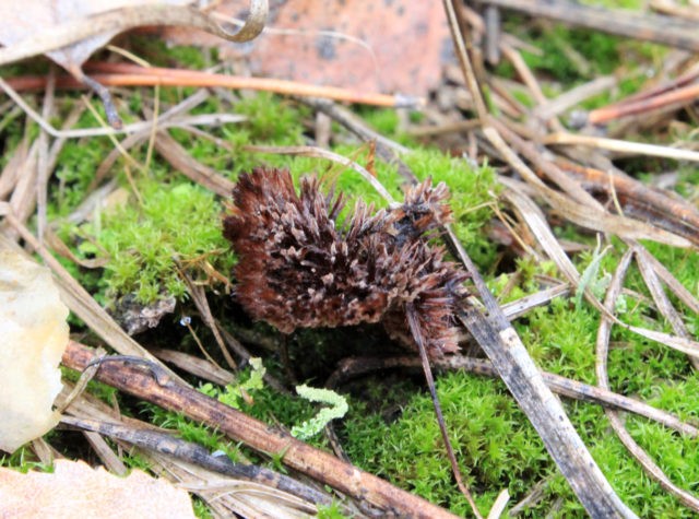 Tassel telephora: photo and description