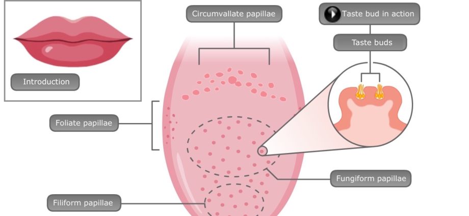 Taste buds &#8211; what functions do they fulfill? How does the sense of taste work?