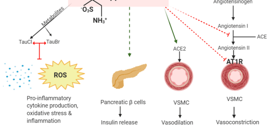 Taurine &#8211; action, properties, dosage, opinions [EXPLAIN]