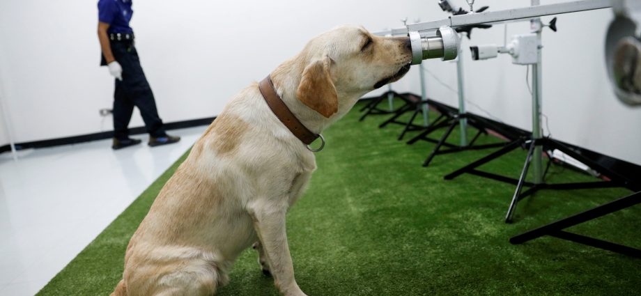 Tax administration dogs will learn to detect COVID-19 by smell