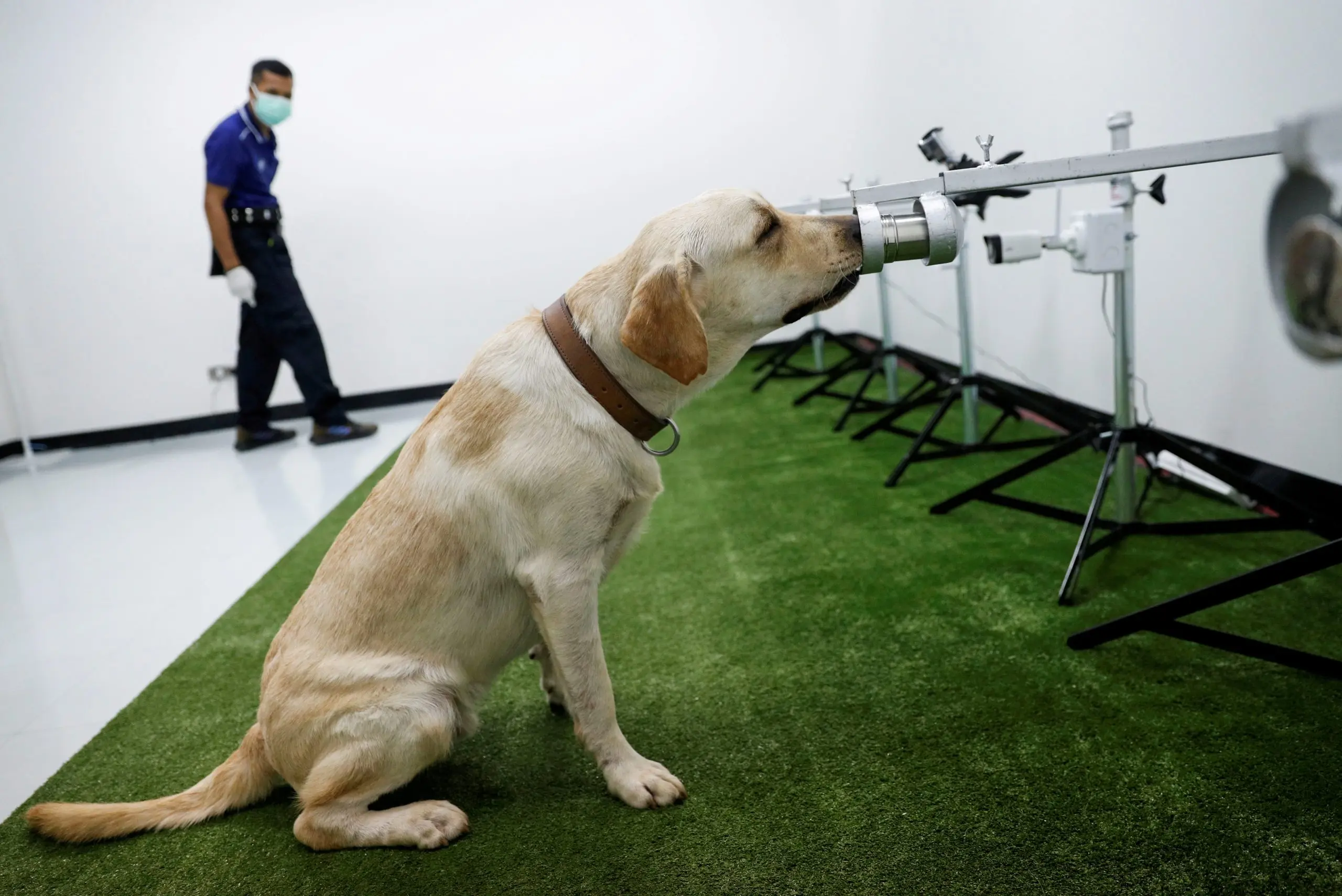 Tax administration dogs will learn to detect COVID-19 by smell