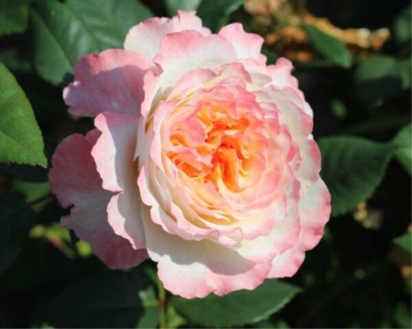 Tea-hybrid peony rose variety Aquarell (Watercolor)