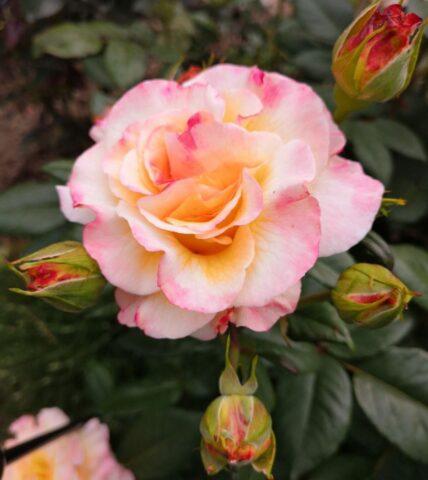 Tea-hybrid peony rose variety Aquarell (Watercolor)