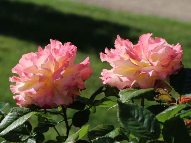 Tea-hybrid peony rose variety Aquarell (Watercolor)