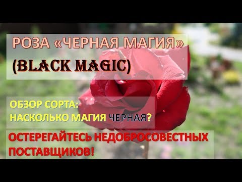 Tea-hybrid rose Black Magic (Black Magic): photo and description, reviews