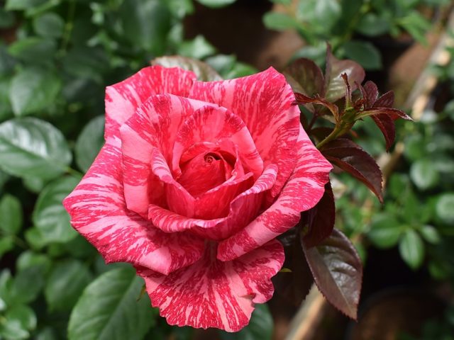 Tea-hybrid rose Pink Intuition (Pink Intuition): photo, reviews