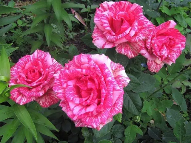 Tea-hybrid rose Pink Intuition (Pink Intuition): photo, reviews