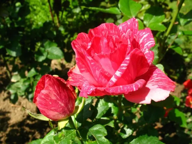 Tea-hybrid rose Pink Intuition (Pink Intuition): photo, reviews