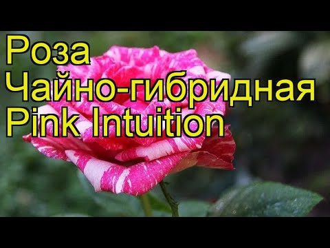 Tea-hybrid rose Pink Intuition (Pink Intuition): photo, reviews