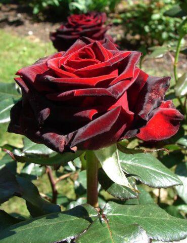 Tea-hybrid rose varieties Black Magic (Black Magic)