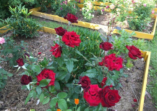 Tea-hybrid rose varieties Black Magic (Black Magic)