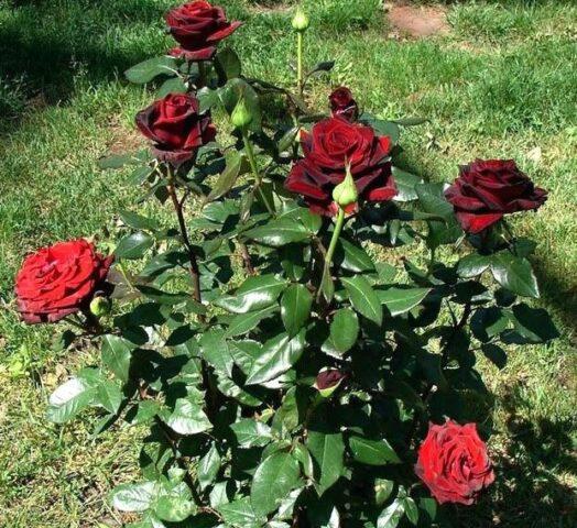 Tea-hybrid rose varieties Black Magic (Black Magic)