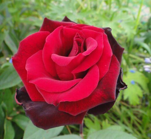 Tea-hybrid rose varieties Black Magic (Black Magic)