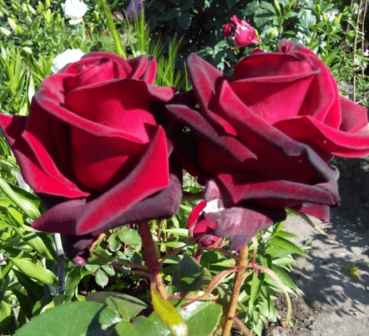 Tea-hybrid rose varieties Black Magic (Black Magic)