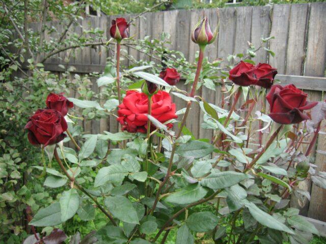 Tea-hybrid rose varieties Black Magic (Black Magic)