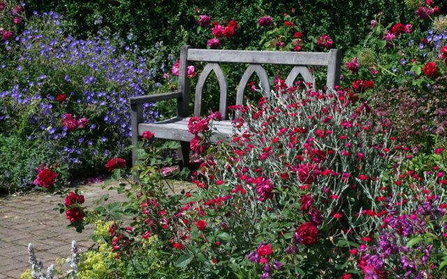 Tea-hybrid rose varieties Black Magic (Black Magic)