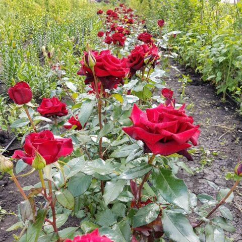 Tea-hybrid rose varieties Black Magic (Black Magic)