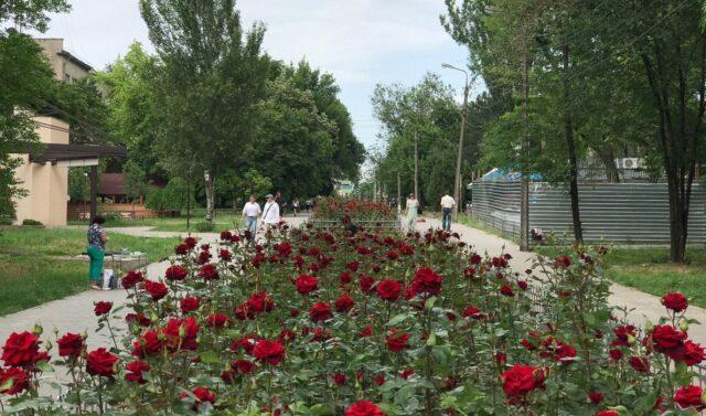 Tea-hybrid rose varieties Black Magic (Black Magic)