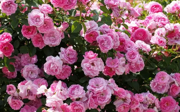 Tea rose is a fragrance that cannot be confused with anything