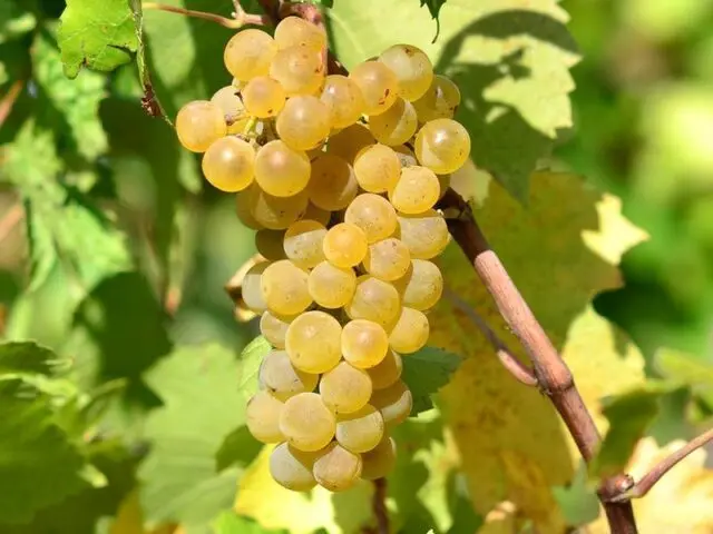 Technical grapes: what does it mean, varieties