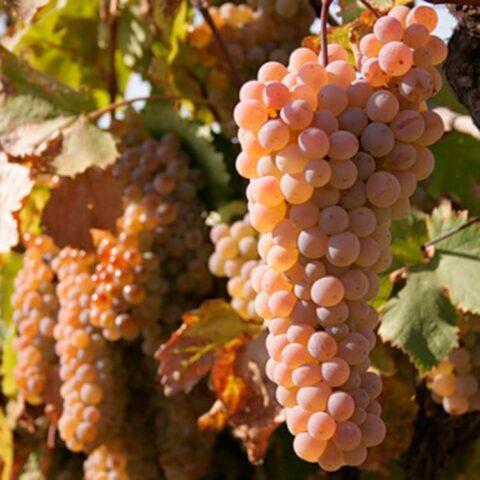 Technical grapes: what does it mean, varieties