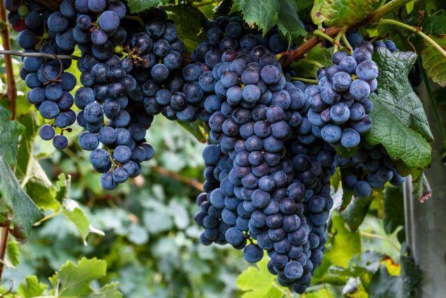 Technical grapes: what does it mean, varieties