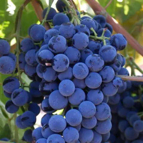 Technical grapes: what does it mean, varieties