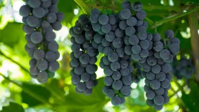 Technical grapes: what does it mean, varieties