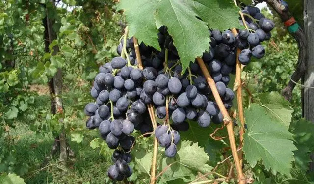 Technical grapes: what does it mean, varieties