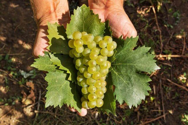 Technical grapes: what does it mean, varieties