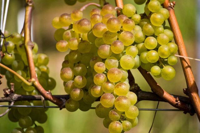 Technical grapes: what does it mean, varieties – Healthy Food Near Me