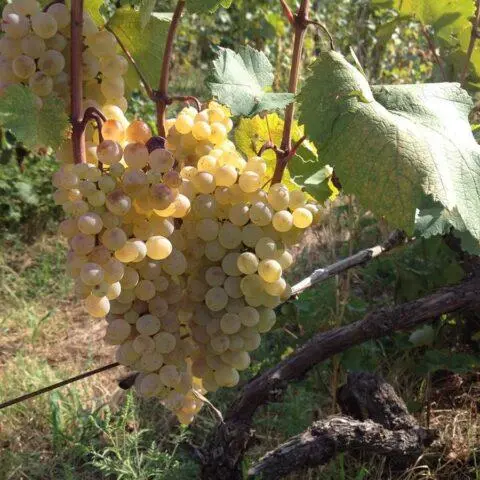 Technical grapes: what does it mean, varieties