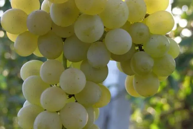 Technical grapes: what does it mean, varieties