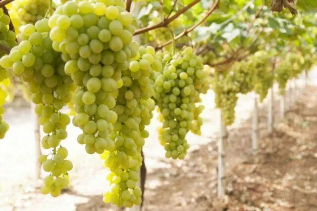 Technical grapes: what does it mean, varieties