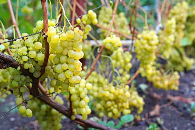 Technical grapes: what does it mean, varieties