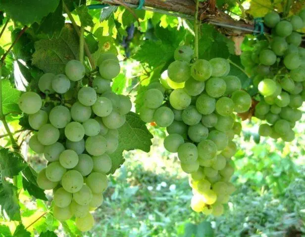 Technical grapes: what does it mean, varieties