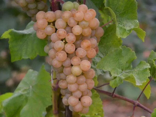 Technical grapes: what does it mean, varieties