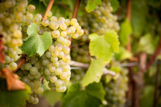 Technical grapes: what does it mean, varieties