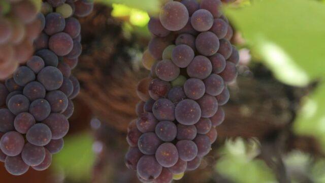 Technical grapes: what does it mean, varieties